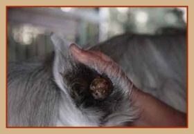 Papillomavirus pferde. Papillomavirus pferd, Hpv en hombres como detectar Papillomavirus pferd